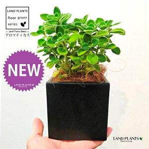 A}eBJXiΗtj F L[u^ 픫 1 yMERRt@Co[z vNgTX  A Aromaticus cuba oregano