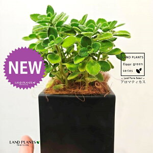 A}eBJXiΗtj F L[u^ 픫 1 yMERRt@Co[z vNgTX  A Aromaticus cuba oregano