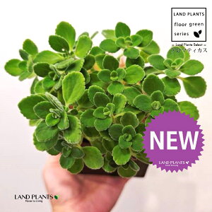 A}eBJXiΗtj F L[u^ 픫 1 yMERRt@Co[z vNgTX  A Aromaticus cuba oregano