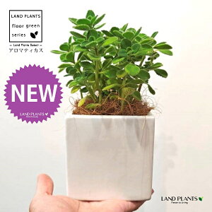 A}eBJXiΗtj F L[u^ 픫 1 yMERRt@Co[z vNgTX  A Aromaticus cuba oregano