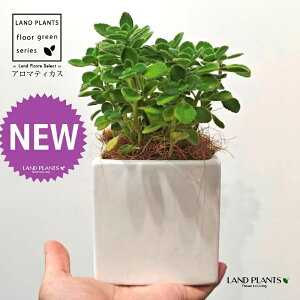 A}eBJXiΗtj F L[u^ 픫 1 yMERRt@Co[z vNgTX  A Aromaticus cuba oregano