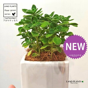 A}eBJXiΗtj F L[u^ 픫 1 yMERRt@Co[z vNgTX  A Aromaticus cuba oregano