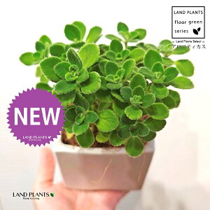 A}eBJXiΗtj F L[u^ 픫 1 yMERRt@Co[z vNgTX  A Aromaticus cuba oregano