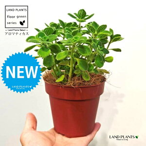 A}eBJXiΗtj F vX`bN 1 yRRt@Co[z vNgTX  A Aromaticus cuba oregano