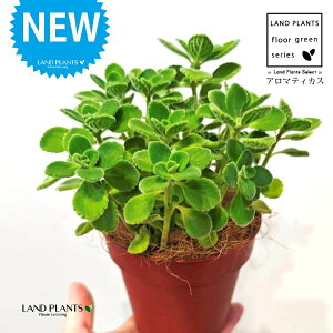 A}eBJXiΗtj F vX`bN 1 yRRt@Co[z vNgTX  A Aromaticus cuba oregano