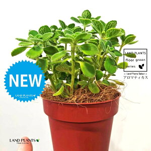 A}eBJXiΗtj F vX`bN 1 yRRt@Co[z vNgTX  A Aromaticus cuba oregano