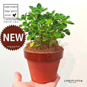 A}eBJXiΗtj ̂Ȃ ʉ 4 [^ 1 yRRt@Co[z vNgTX  A Aromaticus cuba oregano