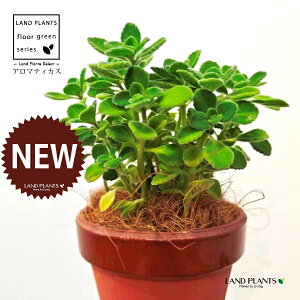 A}eBJXiΗtj ̂Ȃ ʉ 4 [^ 1 yRRt@Co[z vNgTX  A Aromaticus cuba oregano