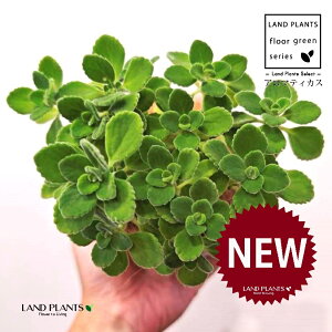 A}eBJXiΗtj ̂Ȃ ʉ 4 [^ 1 yRRt@Co[z vNgTX  A Aromaticus cuba oregano