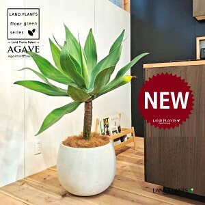 アガベ(アテナータ:幹上り) 10号 白色 ぽってり スタイリッシュ 植木鉢 1鉢 【内部受皿・ココファイバー】 アロエ アガベ アガベアテナータ Agave attenuata