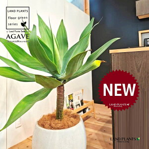 AKxiAei[^Fj 10 F ۂĂ X^CbV Aؔ 1 yMERRt@Co[z AG AKx AKxAei[^ Agave attenuata