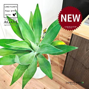 AKxiAei[^Fj 10 F ۂĂ X^CbV Aؔ 1 yMERRt@Co[z AG AKx AKxAei[^ Agave attenuata