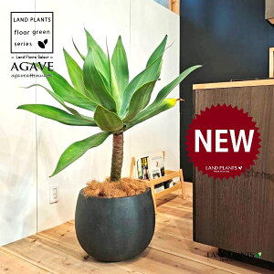 アガベ(アテナータ:幹上り) 10号 黒色 ぽってり スタイリッシュ 植木鉢 1鉢 【内部受皿・ココファイバー】 アロエ アガベ アガベアテナータ Agave attenuata