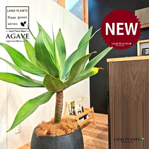 AKxiAei[^Fj 10 F ۂĂ X^CbV Aؔ 1 yMERRt@Co[z AG AKx AKxAei[^ Agave attenuata