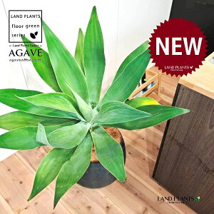 AKxiAei[^Fj 10 F ۂĂ X^CbV Aؔ 1 yMERRt@Co[z AG AKx AKxAei[^ Agave attenuata