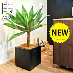 AKxiAei[^Fj 10 F t@Co[ L[u^ 픫 1 yMERRt@Co[z AG AKx AKxAei[^ Agave attenuata