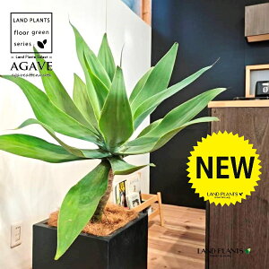 AKxiAei[^Fj 10 F t@Co[ L[u^ 픫 1 yMERRt@Co[z AG AKx AKxAei[^ Agave attenuata