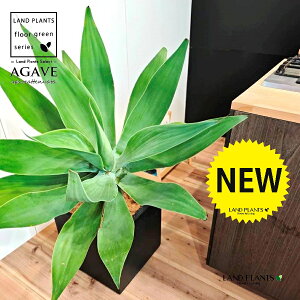 AKxiAei[^Fj 10 F t@Co[ L[u^ 픫 1 yMERRt@Co[z AG AKx AKxAei[^ Agave attenuata