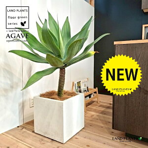 AKxiAei[^Fj 10 F t@Co[ L[u^ 픫 1 yMERRt@Co[z AG AKx AKxAei[^ Agave attenuata