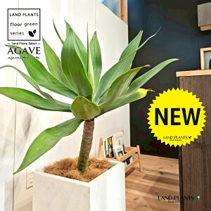 AKxiAei[^Fj 10 F t@Co[ L[u^ 픫 1 yMERRt@Co[z AG AKx AKxAei[^ Agave attenuata