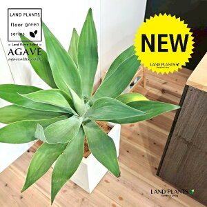AKxiAei[^Fj 10 F t@Co[ L[u^ 픫 1 yMERRt@Co[z AG AKx AKxAei[^ Agave attenuata