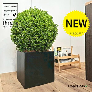 ボックスウッド(西洋ツゲ:トピアリー仕立て) 10号 黒色 ファイバー製 キューブ型 陶器鉢 1鉢 【内部受皿・ココファイバー】 西洋柘植 セイヨウツゲ 須藤信喜 スドウツゲ ツゲ 柘植 垣根