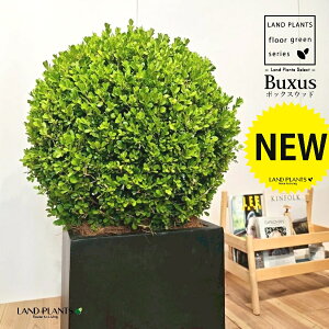 ボックスウッド(西洋ツゲ:トピアリー仕立て) 10号 黒色 ファイバー製 キューブ型 陶器鉢 1鉢 【内部受皿・ココファイバー】 西洋柘植 セイヨウツゲ 須藤信喜 スドウツゲ ツゲ 柘植 垣根