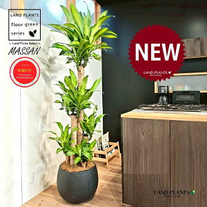 hZii}bTFK̖؁j 10 F ۂĂ X^CbV Aؔ 1 yMERRt@Co[z REtNmL K̎ }bTQAi }bTMAi Dracaena Massangeanam