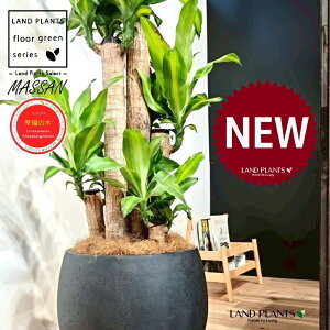 hZii}bTFK̖؁j 10 F ۂĂ X^CbV Aؔ 1 yMERRt@Co[z REtNmL K̎ }bTQAi }bTMAi Dracaena Massangeanam