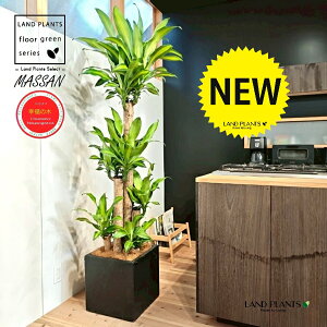 hZii}bTFK̖؁j 10 F t@Co[ L[u^ 픫 1 yMERRt@Co[z REtNmL K̎ }bTQAi }bTMAi Dracaena Massangeanam