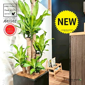 hZii}bTFK̖؁j 10 F t@Co[ L[u^ 픫 1 yMERRt@Co[z REtNmL K̎ }bTQAi }bTMAi Dracaena Massangeanam