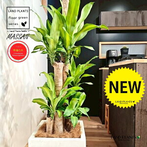 hZii}bTFK̖؁j 10 F t@Co[ L[u^ 픫 1 yMERRt@Co[z REtNmL K̎ }bTQAi }bTMAi Dracaena Massangeanam