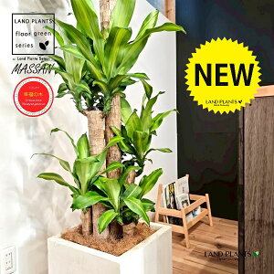 hZii}bTFK̖؁j 10 F t@Co[ L[u^ 픫 1 yMERRt@Co[z REtNmL K̎ }bTQAi }bTMAi Dracaena Massangeanam
