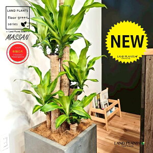 hZii}bTFK̖؁j 10 DF t@Co[ L[u^ 픫 1 yMERRt@Co[z REtNmL K̎ }bTQAi }bTMAi Dracaena Massangeanam