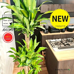 hZii}bTFK̖؁j 10 DF t@Co[ L[u^ 픫 1 yMERRt@Co[z REtNmL K̎ }bTQAi }bTMAi Dracaena Massangeanam