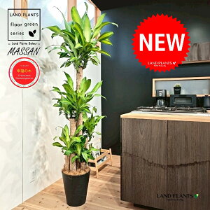 hZii}bTFK̖؁j 10 F ZA[g 1 yMERRt@Co[z REtNmL K̎ }bTQAi }bTMAi Dracaena Massangeanam