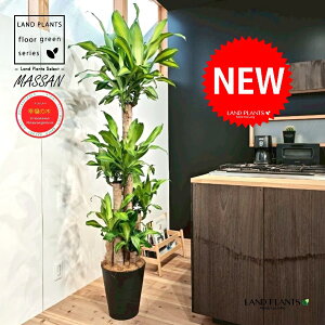 hZii}bTFK̖؁j 10 F ZA[g 1 yMERRt@Co[z REtNmL K̎ }bTQAi }bTMAi Dracaena Massangeanam