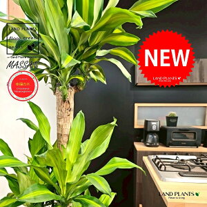 hZii}bTFK̖؁j 10 F ZA[g 1 yMERRt@Co[z REtNmL K̎ }bTQAi }bTMAi Dracaena Massangeanam