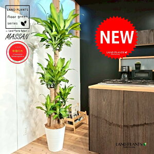 hZii}bTFK̖؁j 10 F ZA[g 1 yMERRt@Co[z REtNmL K̎ }bTQAi }bTMAi Dracaena Massangeanam