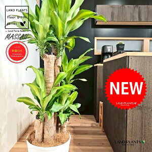 hZii}bTFK̖؁j 10 F ZA[g 1 yMERRt@Co[z REtNmL K̎ }bTQAi }bTMAi Dracaena Massangeanam