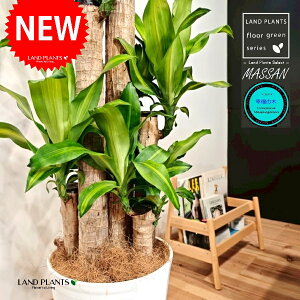 hZii}bTFK̖؁j 10 F ZA[g 1 yMERRt@Co[z REtNmL K̎ }bTQAi }bTMAi Dracaena Massangeanam