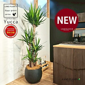 ドラセナ(ユッカ:青年の樹) 10号 黒色 ぽってり スタイリッシュ 植木鉢 1鉢 【内部受皿・ココファイバー】 エレファンティペス 青年の木 セイネンノキ ドラセナユッカ ヤッカ センジュラ