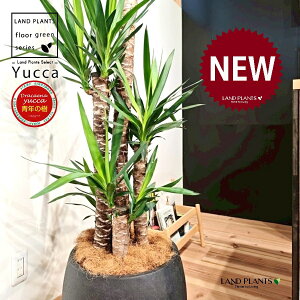 ドラセナ(ユッカ:青年の樹) 10号 黒色 ぽってり スタイリッシュ 植木鉢 1鉢 【内部受皿・ココファイバー】 エレファンティペス 青年の木 セイネンノキ ドラセナユッカ ヤッカ センジュラ