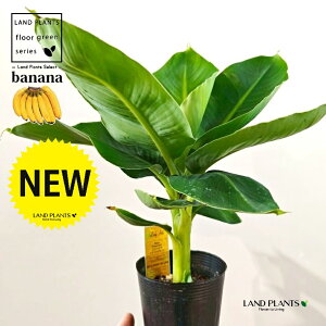 oiiiTgsJ[ij 3.5 |bgc 1 ~joii oii̖ T gsJ[i c c Banana Musa Tropicana