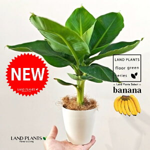 oiiiTgsJ[ij 4 F vX`bN 1 yRRt@Co[z ~joii oii̖ T gsJ[i c c Banana Musa Tropicana