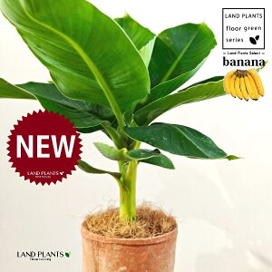 oiiiTgsJ[ij F X|bg V_[^ 픫 1 yRRt@Co[z ~joii oii̖ T gsJ[i c c Banana Musa Tropicana