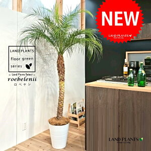 tFjbNXixj[F180cmj 10 F ZA[g 1 yMERRt@Coz H170cm x  A Aؔ  V V̖ xV VmL Phoenix roebelenii Miniature Date Palm