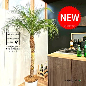 tFjbNXixj[F180cmj 10 F ZA[g 1 yMERRt@Coz H170cm x  A Aؔ  V V̖ xV VmL Phoenix roebelenii Miniature Date Palm