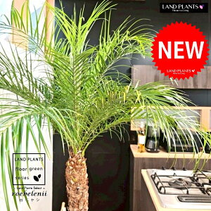 tFjbNXixj[F180cmj 10 F ZA[g 1 yMERRt@Coz H170cm x  A Aؔ  V V̖ xV VmL Phoenix roebelenii Miniature Date Palm
