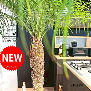 tFjbNXixj[F180cmj 10 F ZA[g 1 yMERRt@Coz H170cm x  A Aؔ  V V̖ xV VmL Phoenix roebelenii Miniature Date Palm